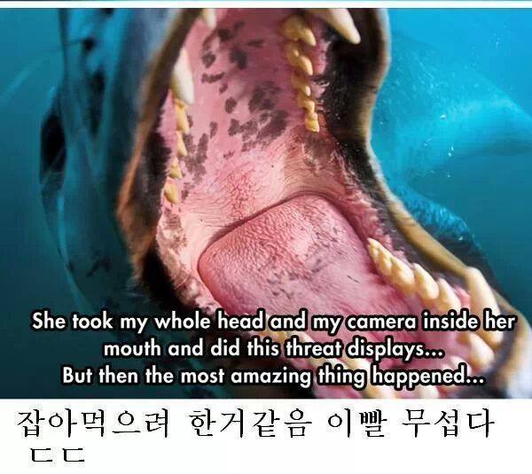 인간을 자기 동족인줄 알았던 바다표범 jpg | 인스티즈