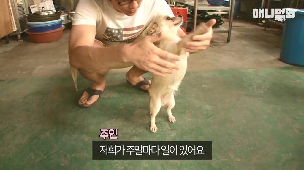 혼자 버스타고 지인 만나러가는 강아지 | 인스티즈