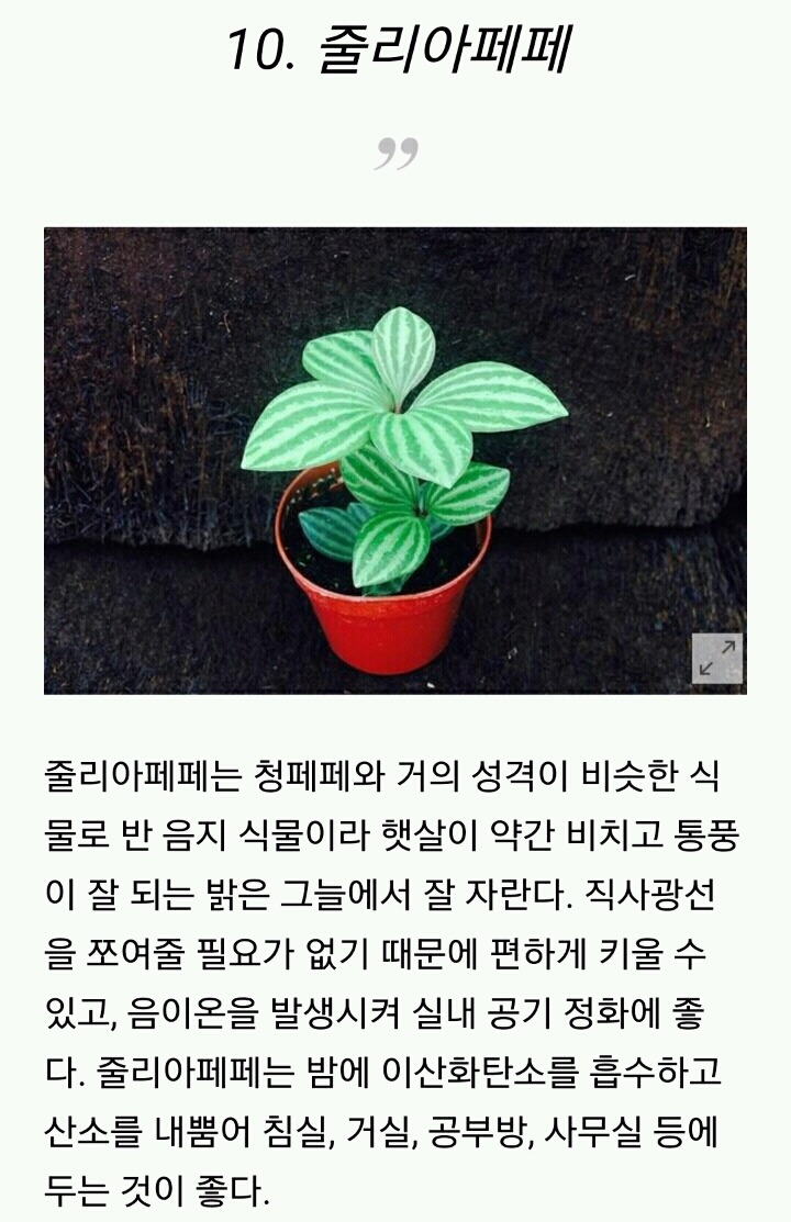 모양도 예쁘고 기능도 좋은 실내 식물 10가지 | 인스티즈