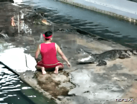 악어쇼가 위험한 이유.gif | 인스티즈