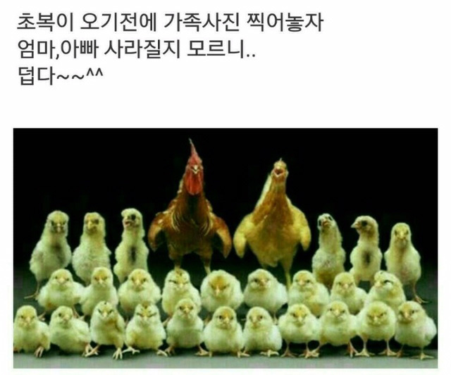 솔직히 전혀 안웃기고 핵시룸인거 | 인스티즈