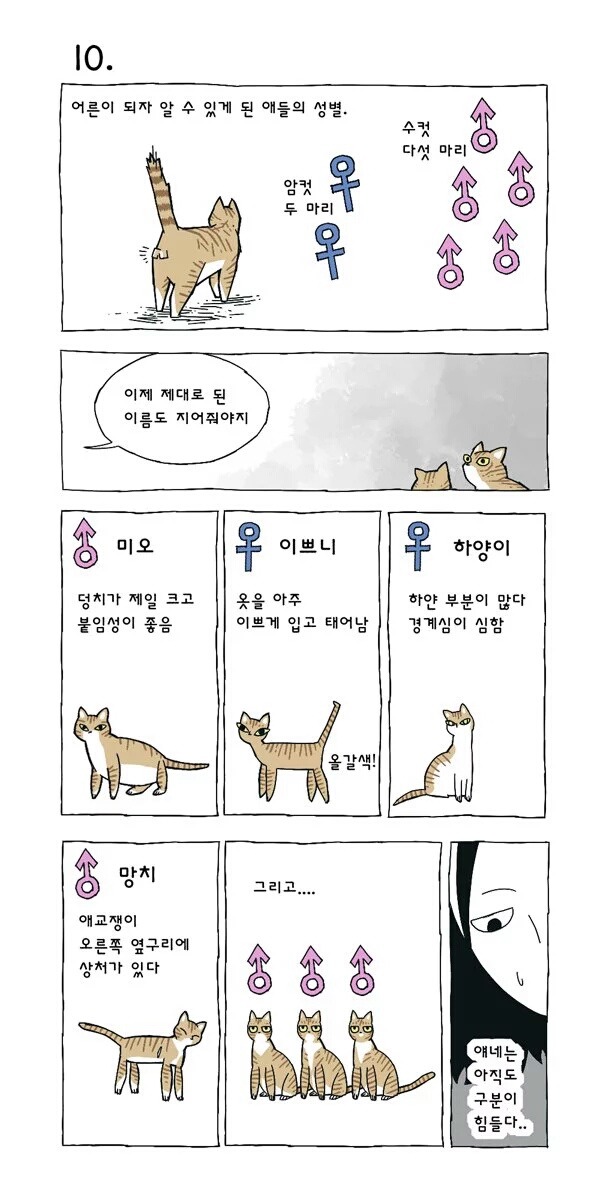 고양이 여덟마리와 사는만화 | 인스티즈