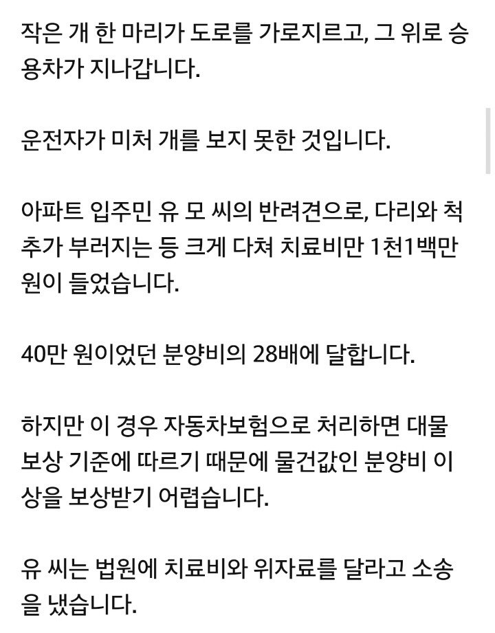반려견도 교통사고 시 위자료 달라? 법원의 판단은 | 인스티즈
