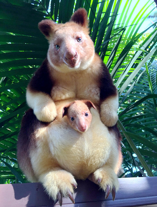호주의 또 다른 캥거루 | 인스티즈