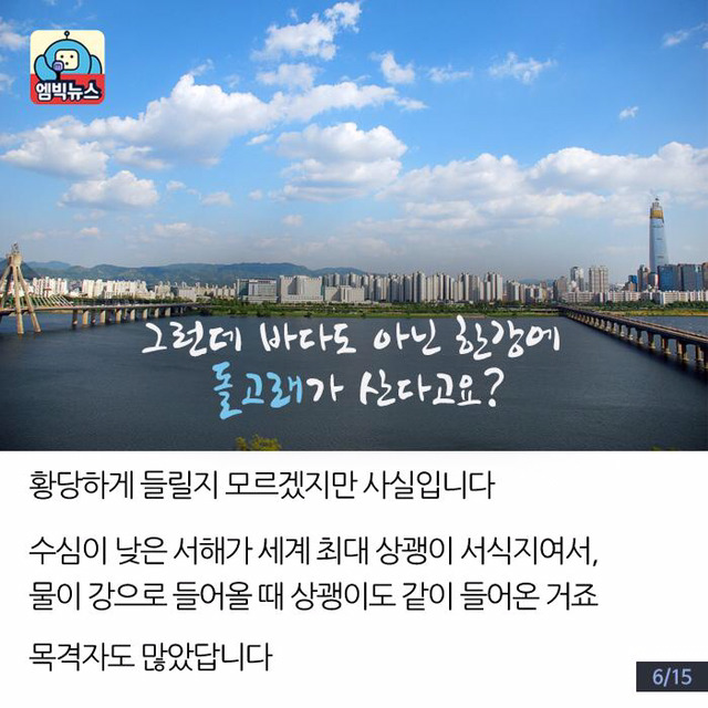 한강에 돌고래가 산다? | 인스티즈