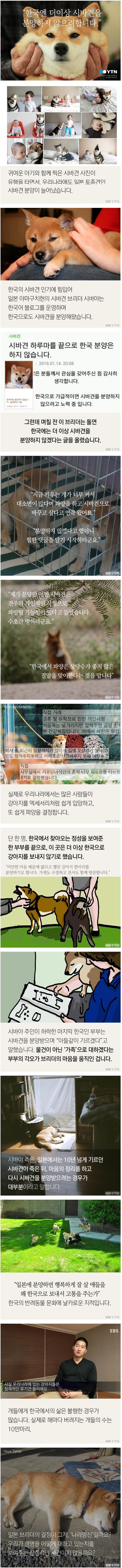 한국엔 더이상 시바견을 분양하지 않으려는 이유 | 인스티즈