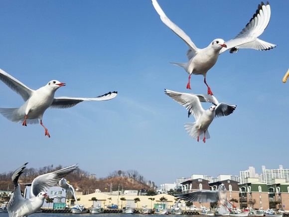 춤추는갈매기 이미지