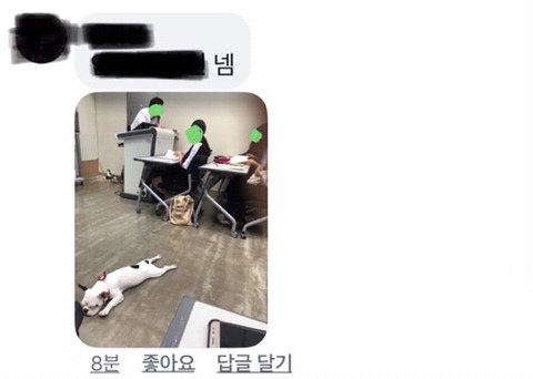 ??? : 애견학과 강아지랑 함께 수업들을수 있나요? | 인스티즈