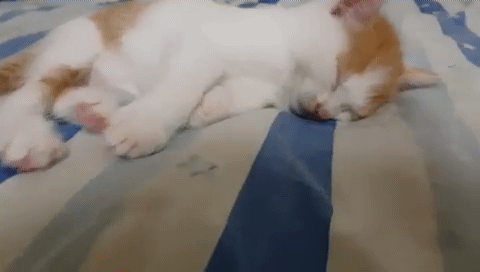 비정상회담 왕심린이 키우는 고양이.gif | 인스티즈
