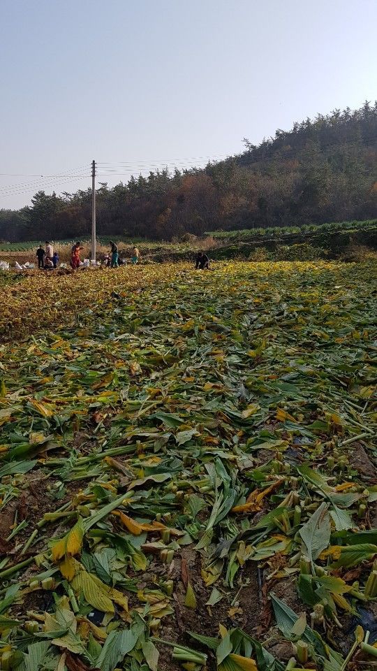 진도울금 이미지