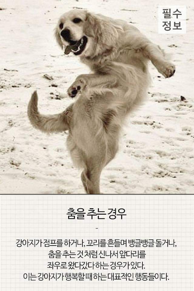 반려견이 기분 좋을때 하는 행동 | 인스티즈