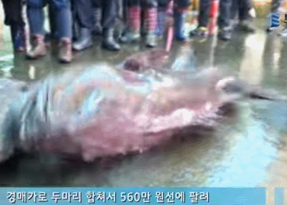 한마리 500만원짜리 낚시.jpg | 인스티즈