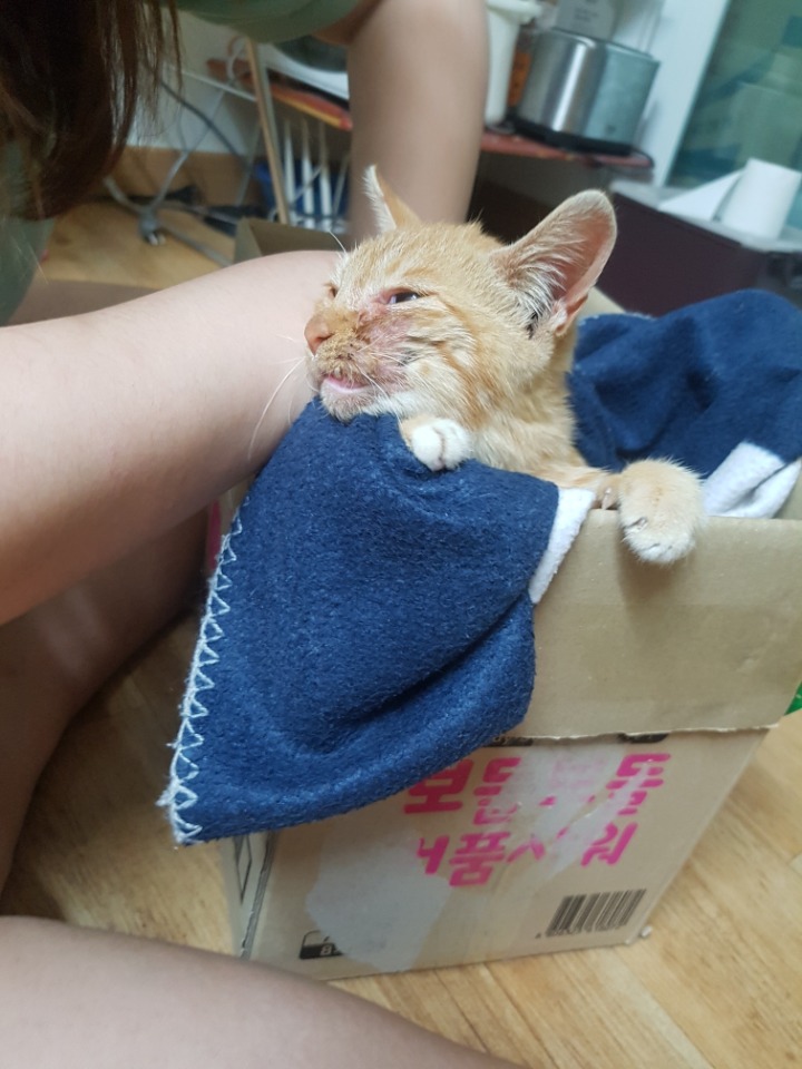 춘천지역 아기고양이 입양 가능한 도토ㅠㅠㅠㅠ | 인스티즈