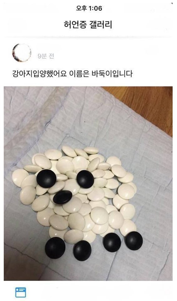 강아지를 입양했습니다 | 인스티즈