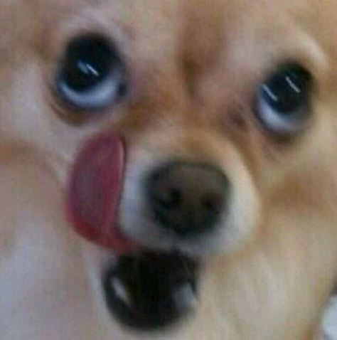 어디야 이미지