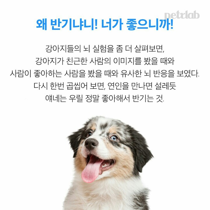  강아지는 왜 이렇게 나를 반길까?.jpgif | 인스티즈