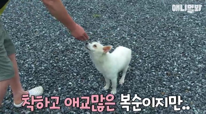 키워키우라고 vs 절대 안키울거라는 아저씨 | 인스티즈