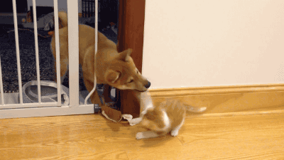 댕댕이 vs 떼껄룩.gif | 인스티즈