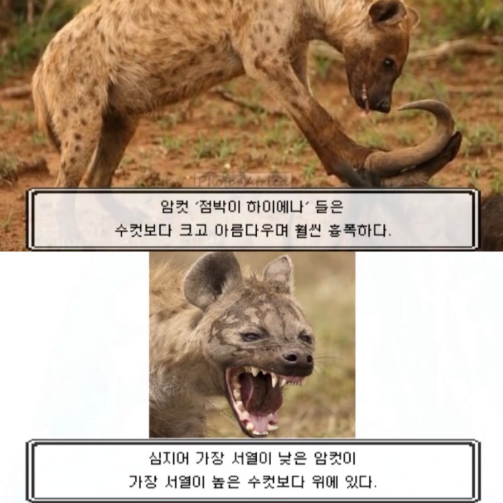 인생은 하이에나처럼 | 인스티즈