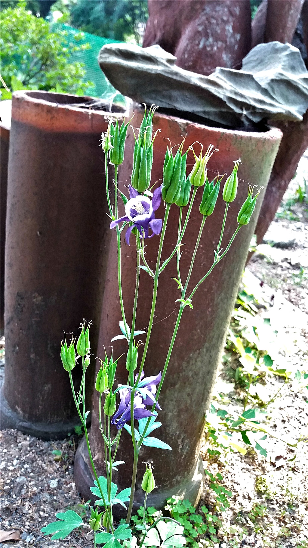 청림원 이미지
