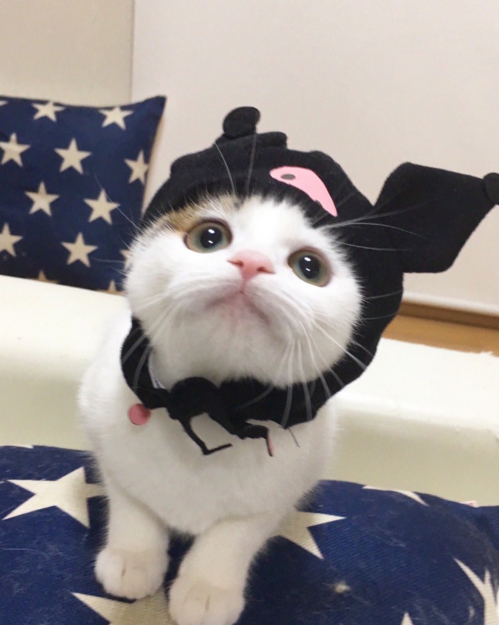 개와 고양이.jpg | 인스티즈