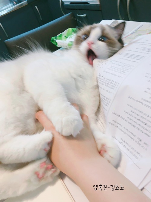 랙돌 고양이 쵸쵸의 매력에 빠져들것이다 | 인스티즈