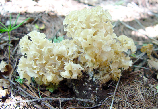 먹을수있는 귀여운 버섯칭구칭킈 모음 | 인스티즈