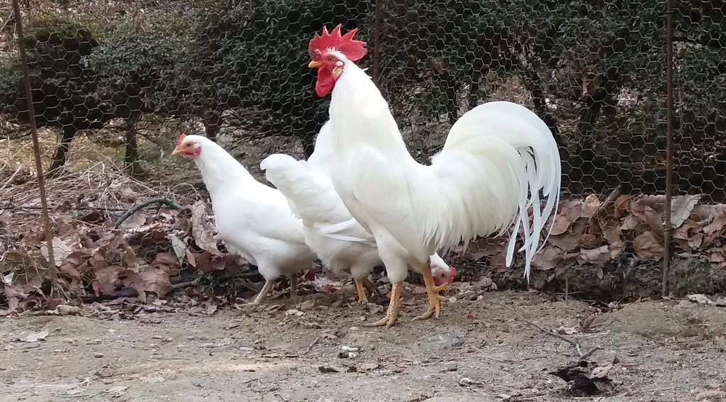 토종닭 이미지