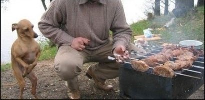 맛있는거 먹을때 애완견이 쳐다보면 마음아파서 조금이라도 준다vs버릇잘못들일까봐 나만 다 먹는다 | 인스티즈