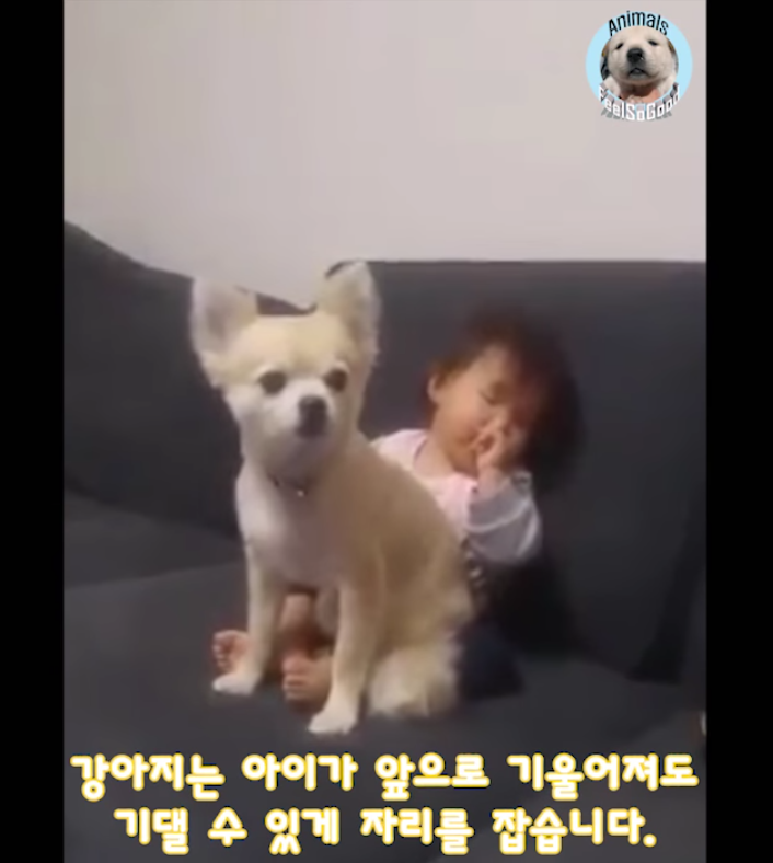 소파에서 위태롭게 졸던 아기를 본 강아지의 행동 | 인스티즈