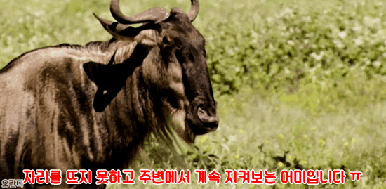 야생에서 일어난 기적적인 재회 | 인스티즈