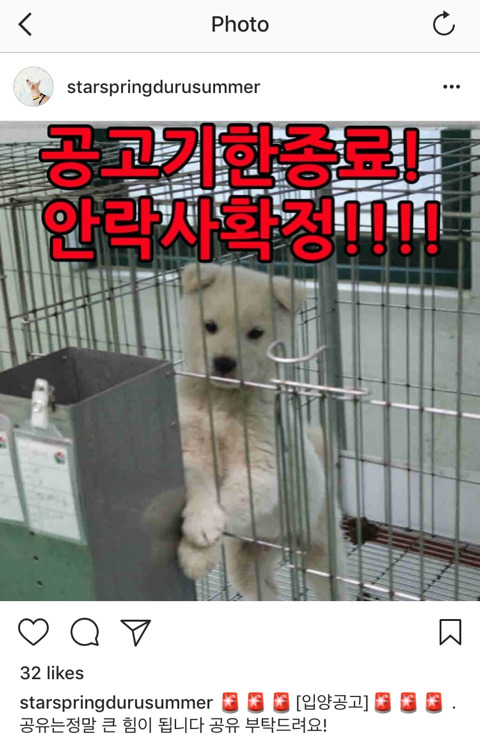 안락사확정된 아이들 보고가주라 ㅠㅠ 부탁해 | 인스티즈