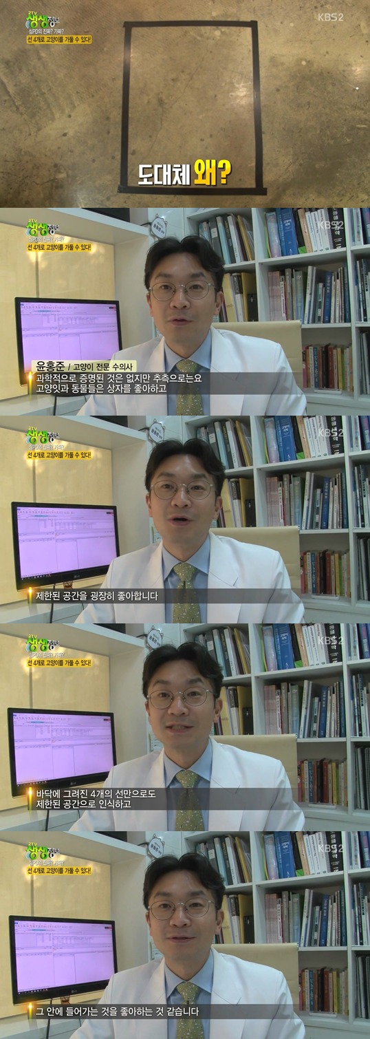 선 4개로 고양이를 가둘수 있을까?.jpgif | 인스티즈