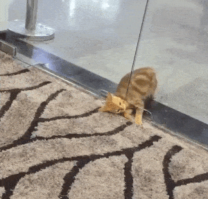 고양이 액체설.gif | 인스티즈