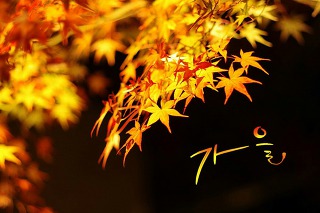 당신은참예쁜꽃 이미지
