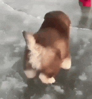빙판 위의 댕댕이.gif | 인스티즈