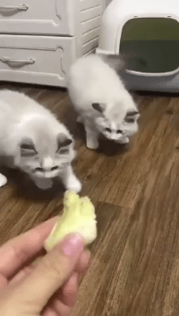 두리안 냄새를 맡은 고양이 | 인스티즈