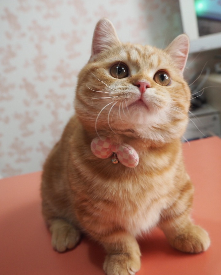 히말라얀 고양이.jpg | 인스티즈