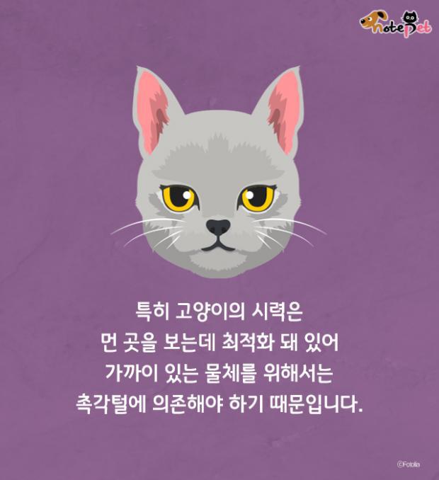 함부로 밀면 안되는 고양이 수염의 역할.jpg | 인스티즈