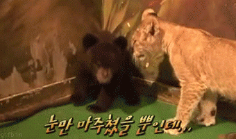 곰을 만났을때 살아남는 방법.gif | 인스티즈