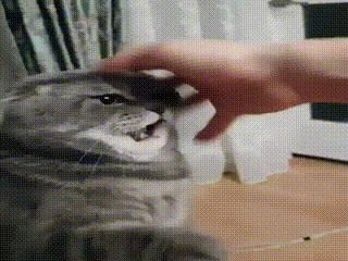 고양이를 정지시키는 마법 | 인스티즈