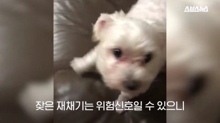 강아지가 신이 나면 재채기 하는 이유 | 인스티즈