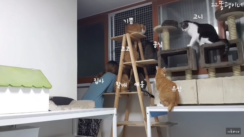 고양이 22마리 키우는 집에서 밖에 길냥이들이 싸움났을 때 반응 | 인스티즈