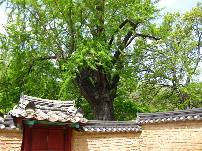 지빠 이미지