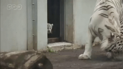 엄마 놀래키는 새끼 호랑이.gif | 인스티즈