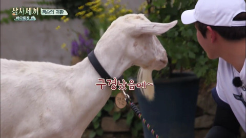 [삼시세끼] 처음 본 잭슨 때문에 놀라서 귱집사 팔 꼬옥 붙드는 고양이 쿵이.gif | 인스티즈