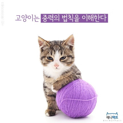 [애니팩트] 고양이는 중력의 법칙을 이해한다 | 인스티즈