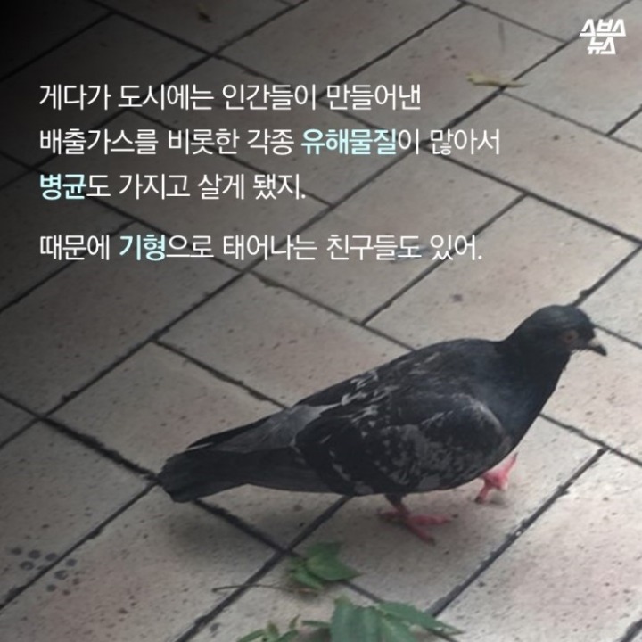 데려온 것도 인간이고 유해동물 취급도 인간이 하네-비둘기는 억울하다 | 인스티즈