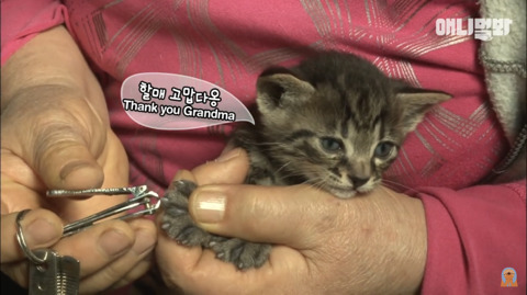 새끼고양이 열마리 키우는 엄마냥이 | 인스티즈