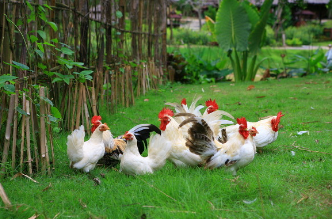 콕(COCK) 이미지